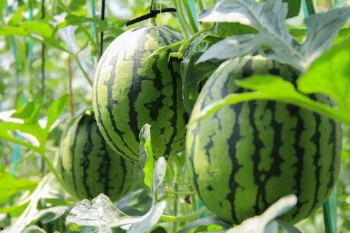 17ccc吃瓜爆料免费吃瓜,畅享瓜界盛宴！